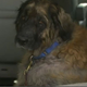 Illustration for article titled Vet Told Family to Euthanize Dog, Allegedly Kept Dog Alive to Bleed Dry